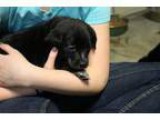 Female 7 Week Old Jack Russell Pure Bred - Lively and Perfect Pe