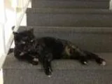 Adopt Augustine a Tortoiseshell