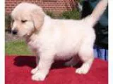 Fabulous Golden Retrievers puppies Ready for sale