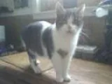 Adopt Melanie a Tabby - Grey