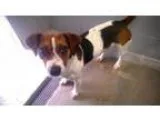 Adopt Troy a Beagle