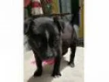 Adopt Baby Boy Tyson a Feist