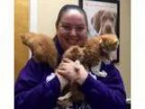 Adopt Seinfeld Kittens a Orange or Red (Mostly) Domestic Mediumh