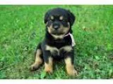 Lkskksk Rottweilers puppies