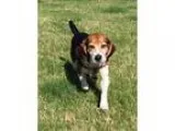 Adopt Lois- Fostered in St. Louis MO a Beagle
