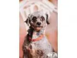 Adopt Sabrina a GrayBlueSilverSal t and Pepper Toy Poodle  Mixed