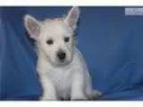 Westie puppy with health guarantee