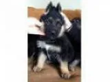Gener German Shepherd puppies for adoption