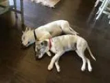 Adopt Alex and Willow a Brindle - with White Boxer  Labrador Ret