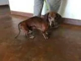 Adopt Edwin a Dachshund