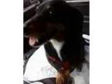 Adopt Lottie a Dachshund