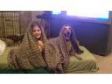 Adopt Chessie in RI COME MEET ME a Hound (Unknown Type)  Mixed d