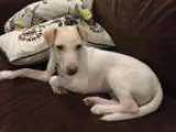 Adopt Thurston a TanYellowFawn Labrador Retriever  Terrier (Unkn