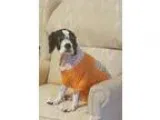 Adopt Pepper Ann a White - with Black Cocker Spaniel  Mixed dog 