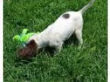 English Setter Puppies for Sale