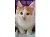 Adopt Nemo a White (Mostly) Domestic Shorthair (short coat) cat 