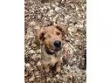 Adopt Angus a Catahoula Leopard Dog German Shepherd Dog
