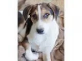 Adopt Canada - Iran Pup a Hound Labrador Retriever