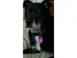 Adopt Midnight a Black - with White Labrador Retriever  Mixed do
