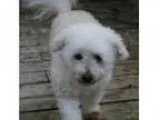 Adopt Baby ADOPTION PENDING a Bichon Frise