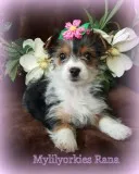 Parti Yorkshire Terrier Yorkie