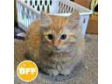 Adopt Mango a Orange or Red Domestic Mediumhair (medium coat) ca