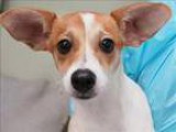 dog grooming shop for sale
