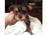 Mewf Teacup Yorkshire Terrier Puppies For Sale