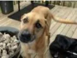 Adopt SHILOH (PIERCE CO.) Beautiful sweet trained girl a German 