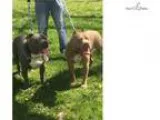 Adopt Gia a Boxer Pit Bull Terrier