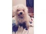 Adopt Lewie - Sweet Bichon a Bichon Frise Poodle