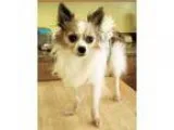 Adopt Aden (in KY) a Papillon