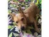 Adopt Ronald a TanYellowFawn Cairn Terrier  Scottie Scottish Ter
