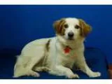 Adopt Emma a White - with Brown or Chocolate Spaniel (Unknown Ty