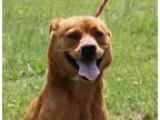 Adopt Jordan CT a Cattle Dog Beagle
