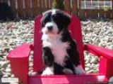 Bernadoodle (BernesePoodle) Puppy for Sale