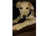 Adopt Puppy a White German Shepherd Dog  Labrador Retriever  Mix