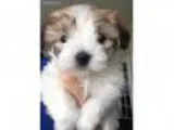 Coton Girl