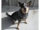 Adopt Lady a Australian Cattle Dog (Blue Heeler)