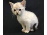 Adopt Olivia s boy 2 (adoption pending) a Siamese