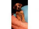 Adopt Melanie LBM a TanYellowFawn - with White Dachshund  Beagle