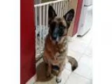 Adopt Toby a German Shepherd Dog  Mixed dog in Irvine CA (154640
