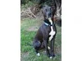 Adopt Goose a BrownChocolate - with Black Pit Bull Terrier  Labr