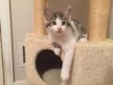 Adopt Murph a Brown Tabby Domestic Shorthair  Mixed (short coat)