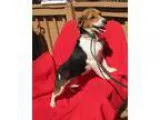 Seattle Pet Sitter with 2 years of Pet Care Experience - Lechai 