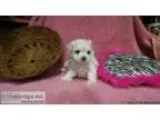 AKC Maltese... female with champion lineage