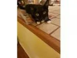 Adopt Mazie a Domestic Shorthair cat in Tampa FL (13288607)