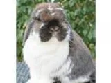 Adopt Chewy a Multi Lop Holland  Mixed (short coat) rabbit in Va