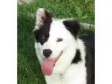 Adopt HANK Video a Black - with White Border Collie  Mixed dog i