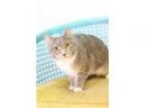 Adopt Ashlynn---&gtCurren tly at PetSmart in West Fargo a Domest